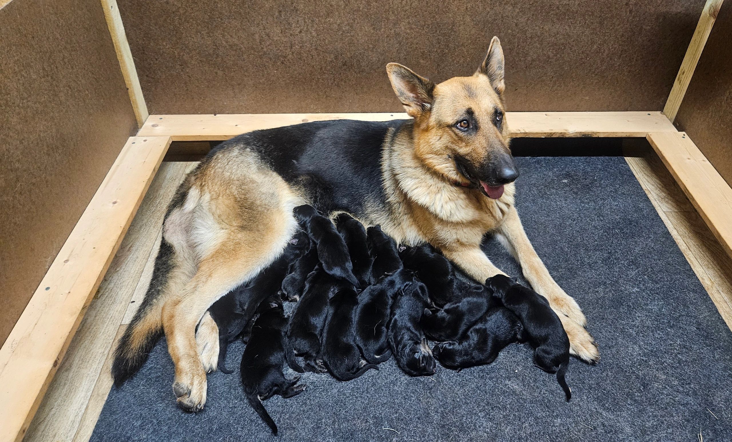 Joy Dog Food / Treats